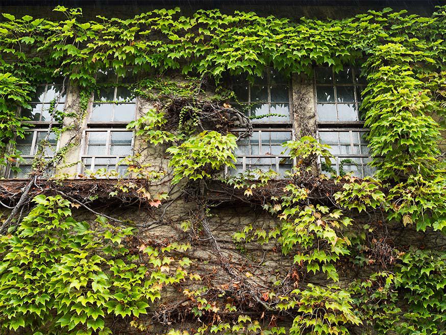 Zelfhechtende klimplant tegen een muur - Oosterse wingerd - Parthenocissus tricuspidata Zelfhechtende klimplant tegen een muur - Oosterse wingerd - Parthenocissus tricuspidata