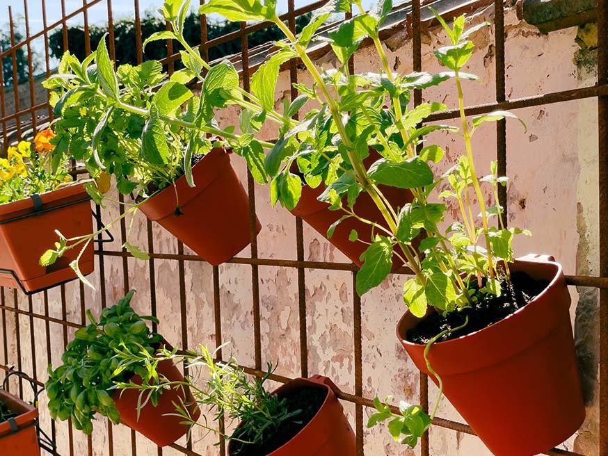 Met een ophangsysteem voor potjes in de zon kan je keukenkruiden kweken, maar je zal veel moeten gieten Met een ophangsysteem voor potjes in de zon kan je keukenkruiden kweken, maar je zal veel moeten gieten