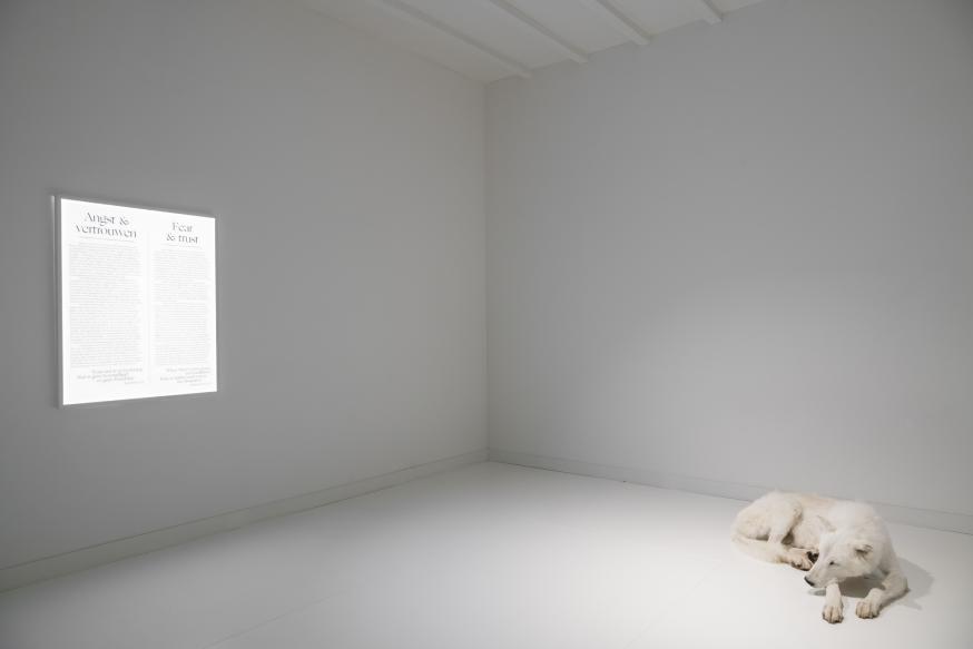 Een van de meest markante ruimtes in het belevingscentrum van de kapucijnen in Meersel-Dreef toont een witte wolf in een al even witte kamer. Het beeld verwijst naar het verhaal van Sint-Franciscus en de wolf van Gubbio. © Exponanza Een van de meest markante ruimtes in het belevingscentrum van de kapucijnen in Meersel-Dreef toont een witte wolf in een al even witte kamer. Het beeld verwijst naar het verhaal van Sint-Franciscus en de wolf van Gubbio. © Exponanza