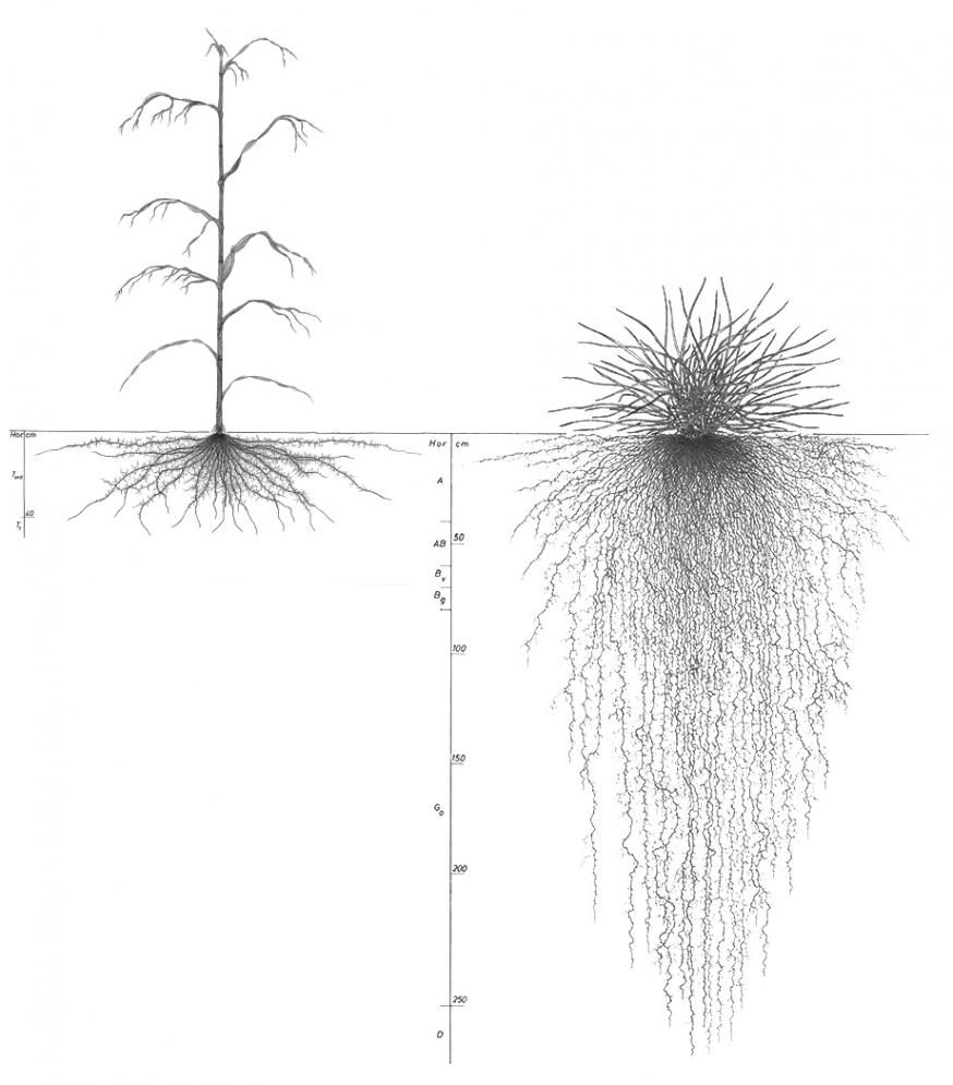 Maïs (Zea mays, links) en rietzwenkgras (Festuca arundinacea, rechts) ©  L. Kutschera, E. Lichtenegger, M. Sobotik. Würzelatlas der Kulturpflanzen gemässigter Gebiete mit Arten des Feldgemüsebaues, 2018. –  L. Kutschera, E. Lichtenegger. Wurzelatlas Mitteleuropäischer Grünlandpflanzen, 1982, 1992. 