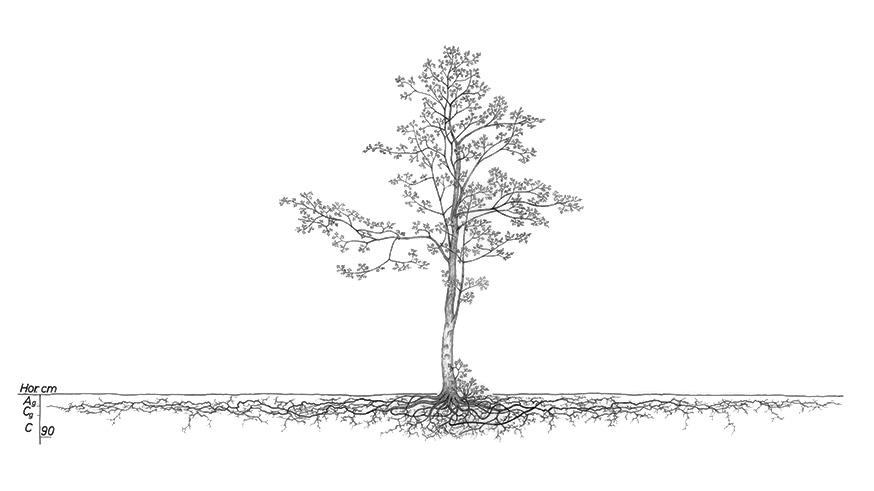 Gewone esdoorn - Acer pseudoplatanus © L. Kutschera, E. Lichtenegger. Wurzelatlas mitteleuropäischer Waldbäume und Sträucher, 2002 – Pflanzensoziologische Institut, met toestemming