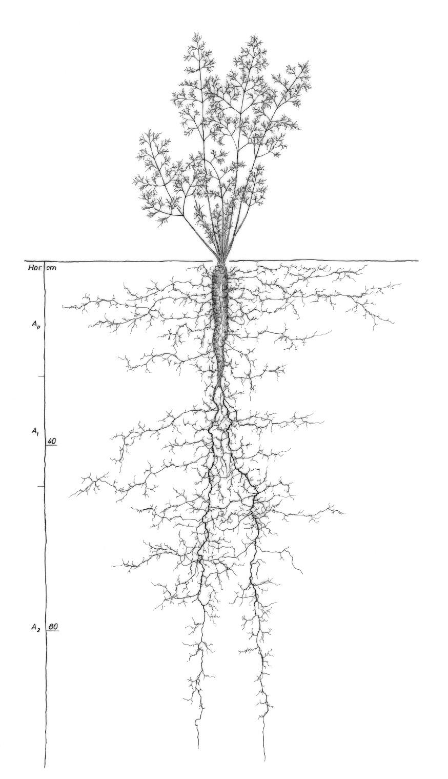 Wortel (groente) - Daucus carota ssp. sativus © L. Kutschera, E. Lichtenegger, M. Sobotik. Würzelatlas der Kulturpflanzen gemässigter Gebiete mit Arten des Feldgemüsebaues, 2009 - Pflanzensoziologische Institut, met toestemming
