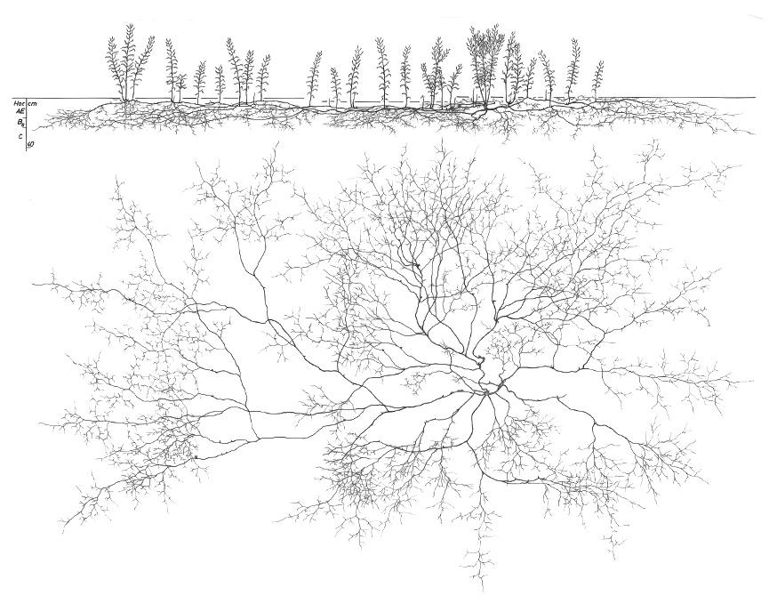 Wilgenroosje - Epilobium angustifolium © L. Kutschera, E. Lichtenegger.  Bewurzelung von Pflanzen in verschiedenen Lebensräumen, 1997 - Pflanzensoziologische Institut, met toestemming