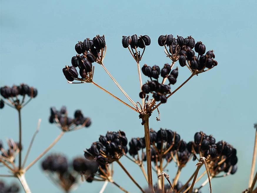 Zaad van de zwartmoeskervel (Smyrnium olusatrum) © CC José María Escolano via Flickr
