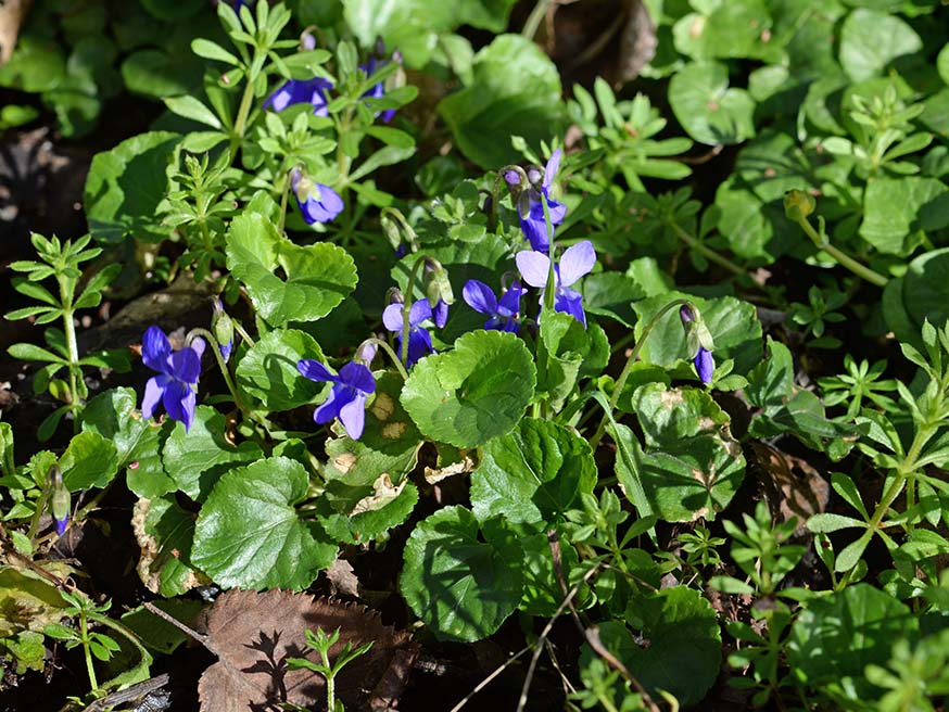 Maarts viooltje - Viola odorata © Joost J. Bakker IJmuiden CC via Flickr